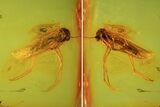 Fossil Fly (Diptera) In Baltic Amber #69301-2
